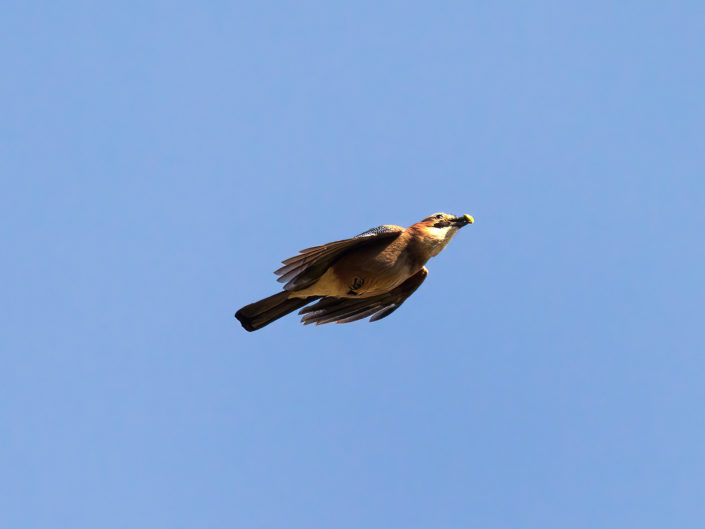 Eurasian jay
