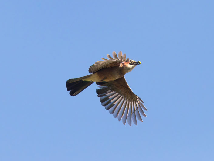 Eurasian jay