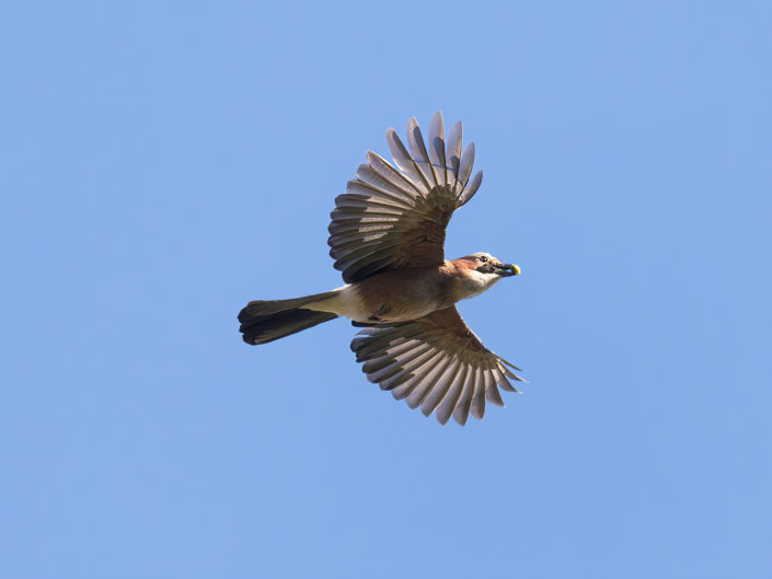 Eurasian jay