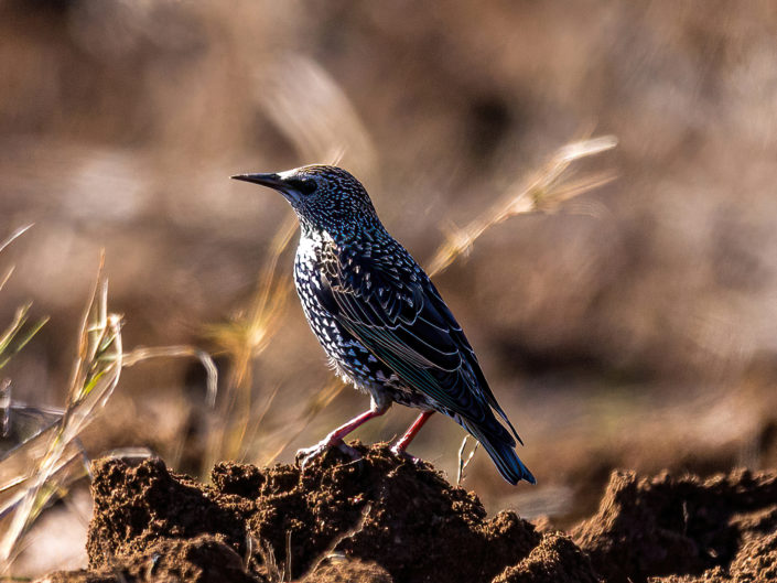 Common starling