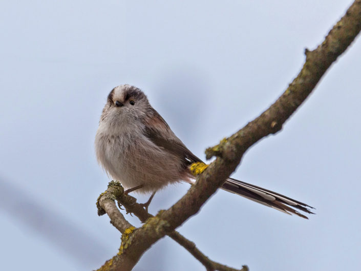 Long-tailed tit
