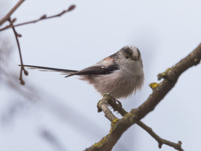 Long-tailed tit