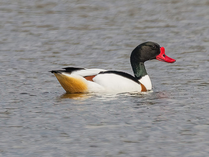 Common shelduck