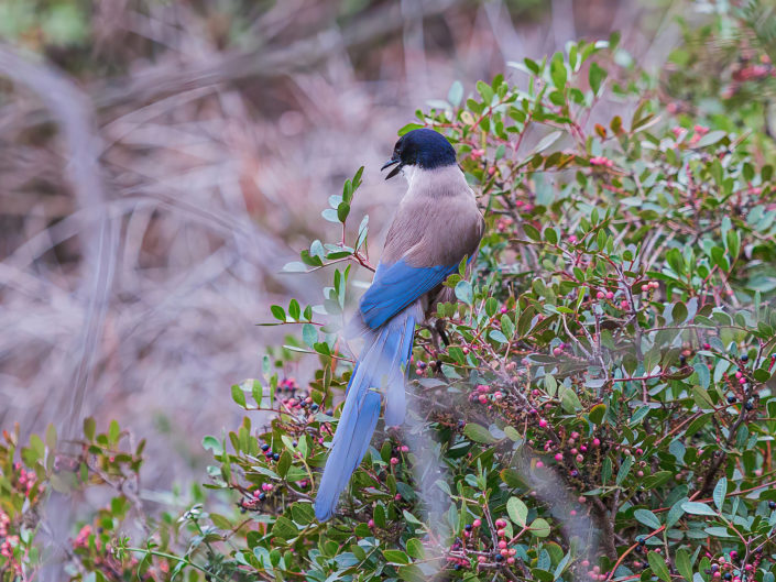 Azure-winged magpie