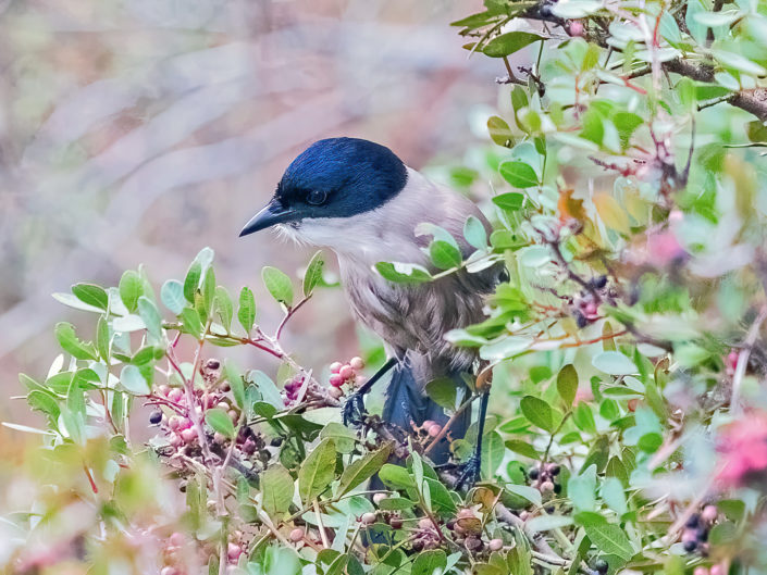 Azure-winged magpie