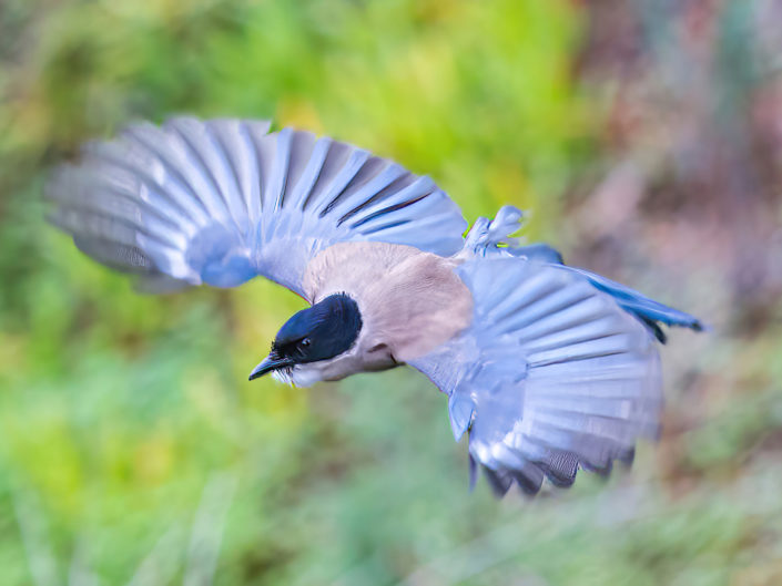 Azure-winged magpie
