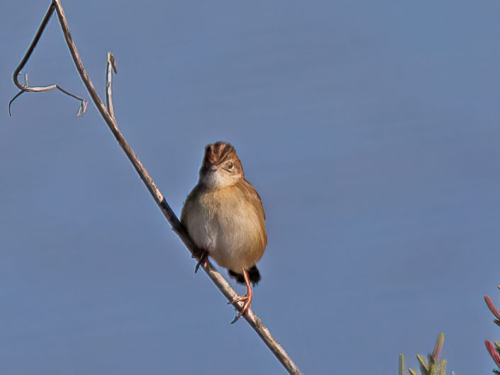 Streaked fantail warbler