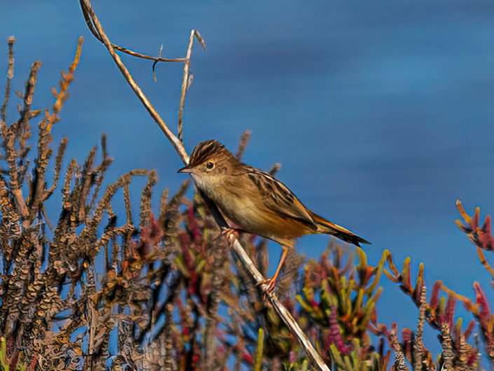 Streaked fantail warbler