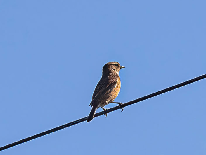 European stonechat