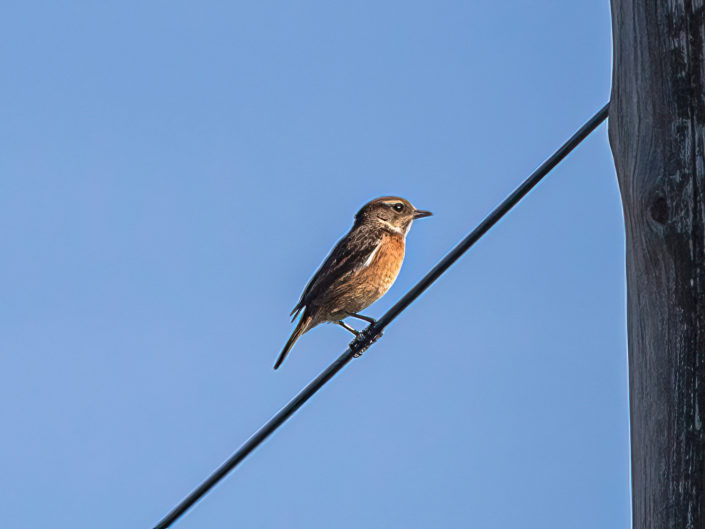 European stonechat