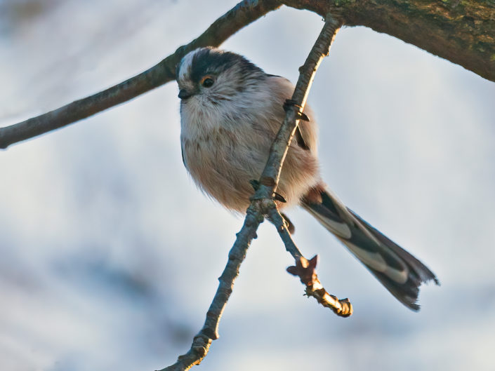 Long-tailed tit