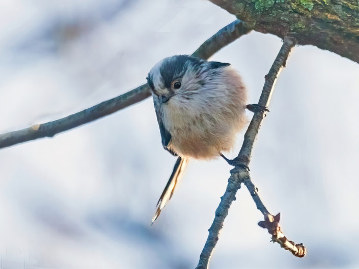 Long-tailed tit