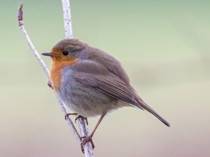 European robin