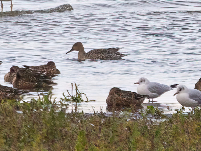 Northern pintail