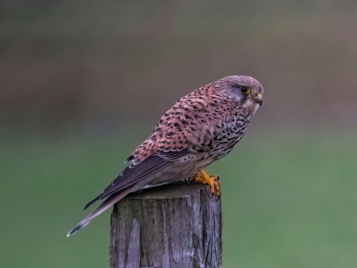 Common kestrel