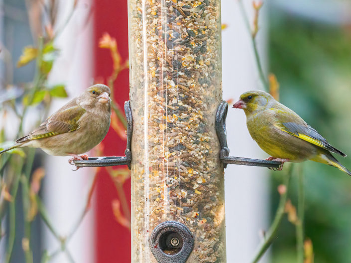 European greenfinches