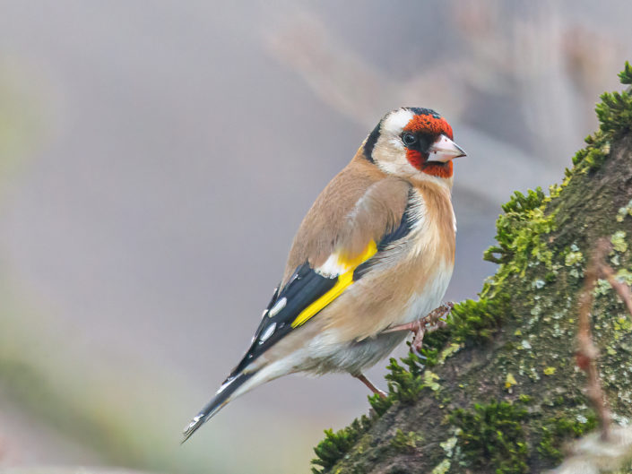 European goldfinch