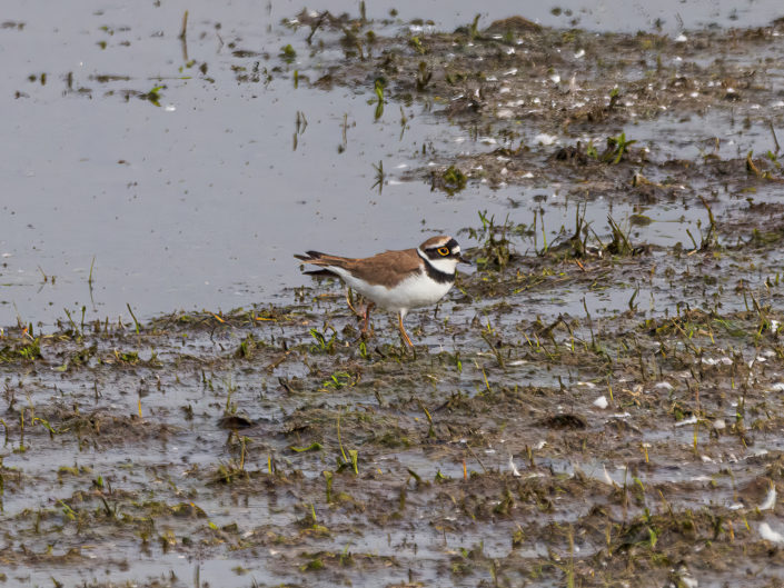 Little ringed plover