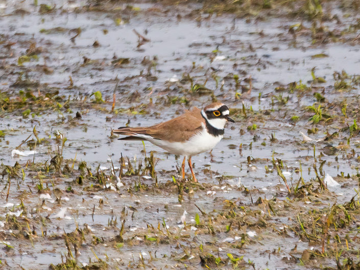 Little ringed plover