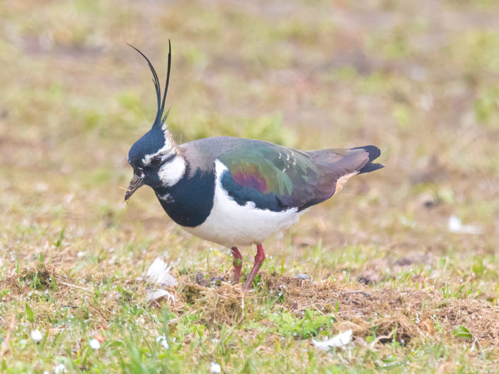 Northern lapwing