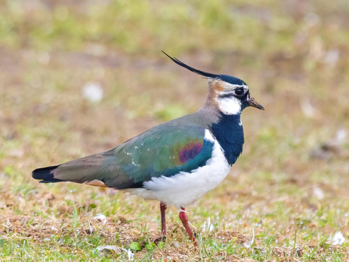 Northern lapwing