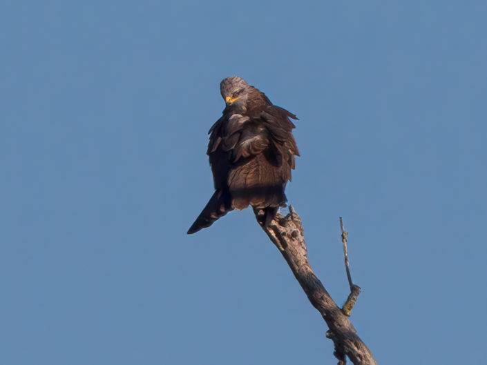 Black kite