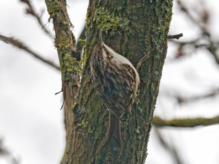 Short-toed treecreeper