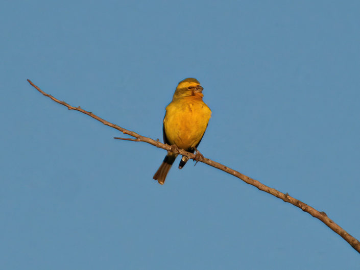 Yellow canary