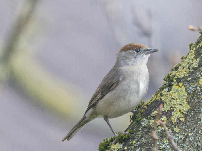 Female Eurasian blackcap