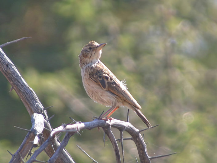 Eastern clapper lark