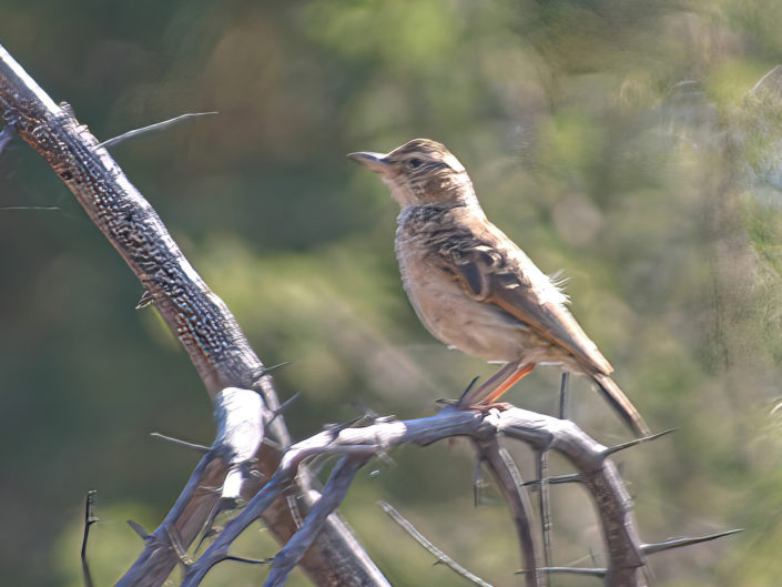 Eastern clapper lark