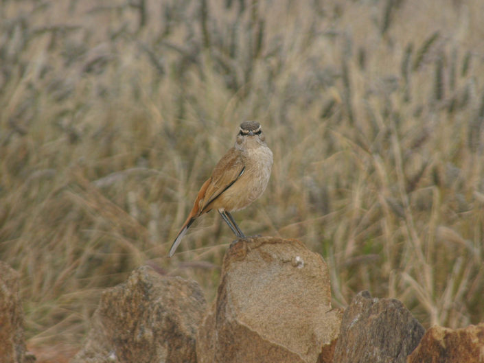 Kalahari scrub robin