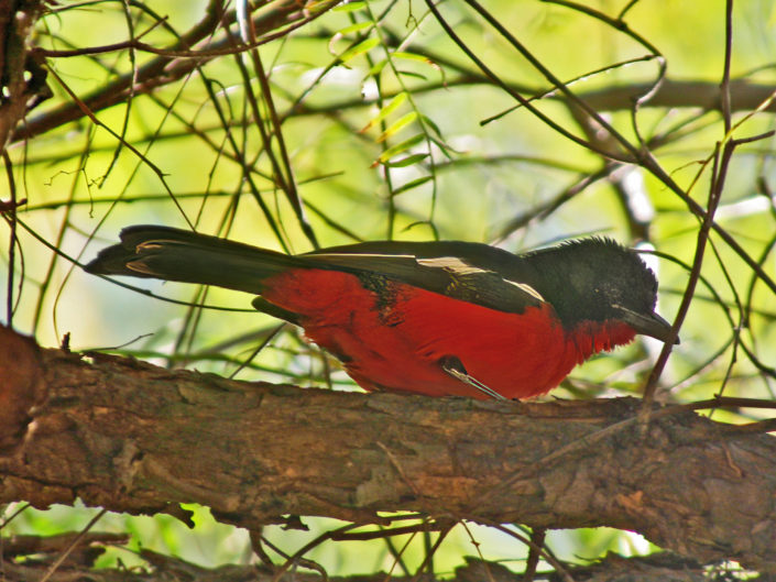 Crimson-breasted shrike
