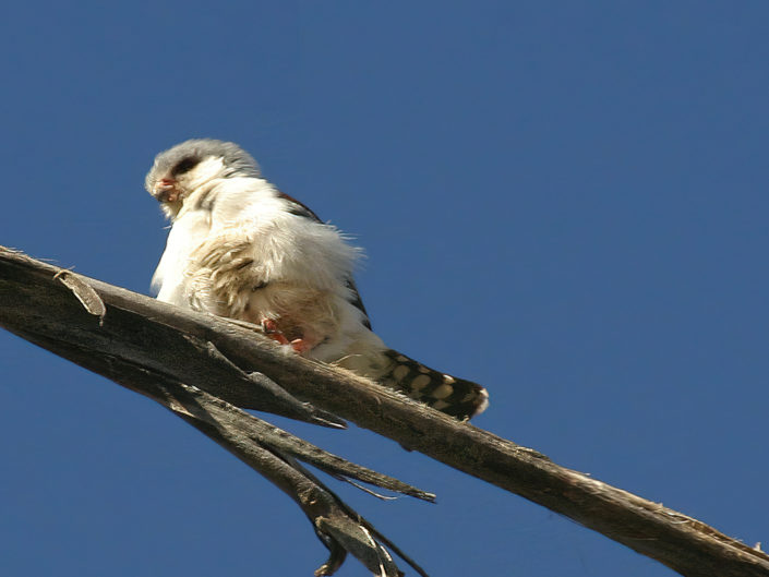 Pygmy falcon