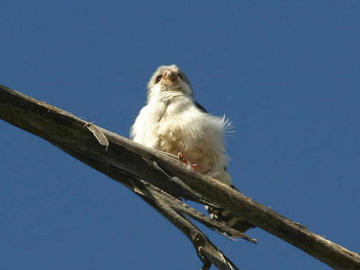 Pygmy falcon
