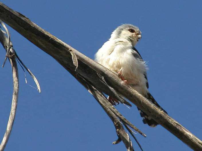 Pygmy falcon