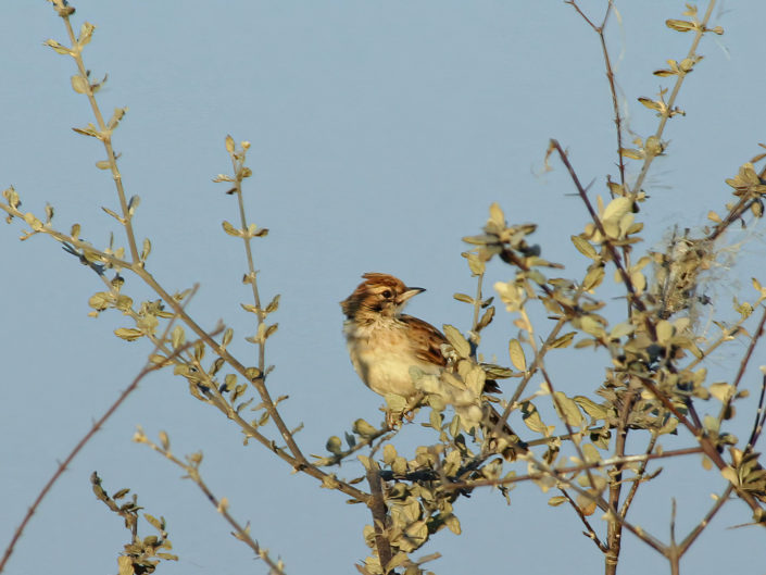 Rufous-naped lark