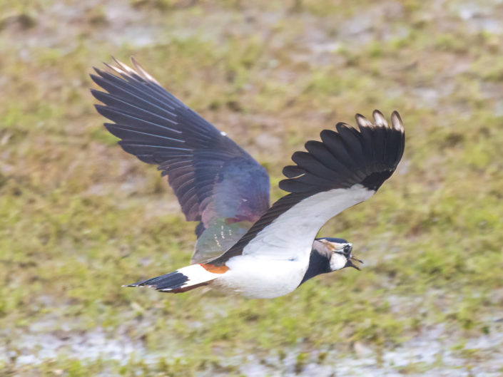 Northern lapwing