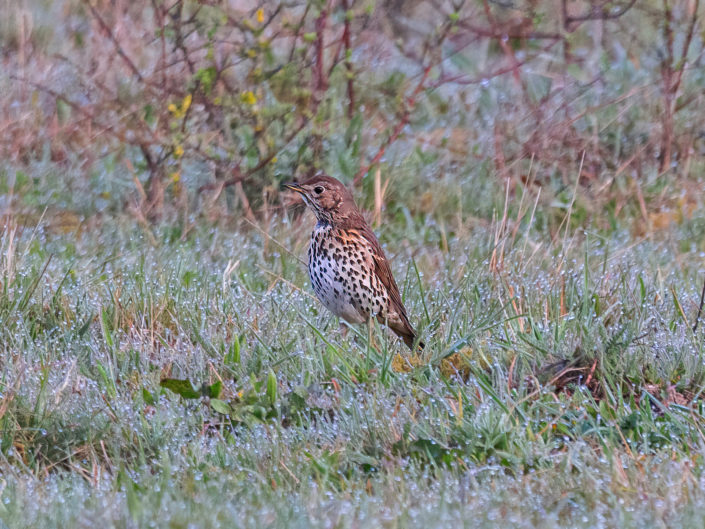 Song thrush