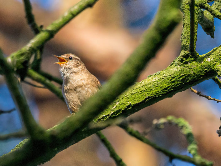 Eurasian wren