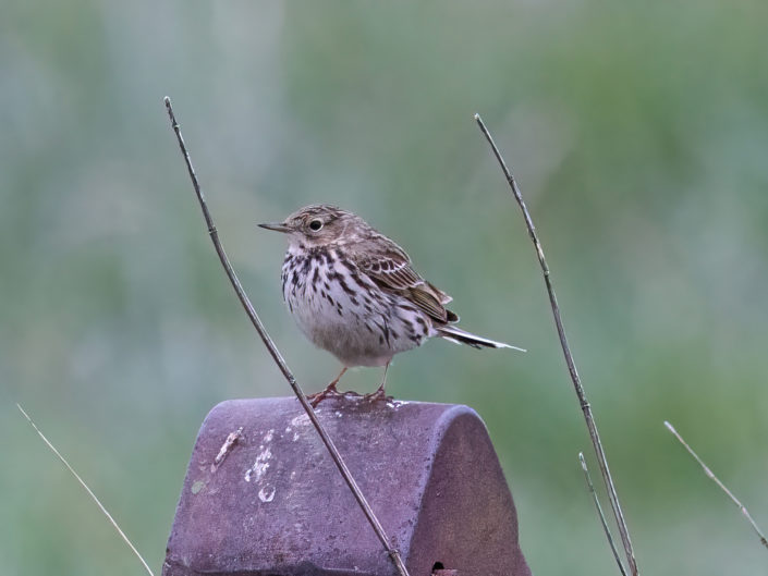 Meadow pipit