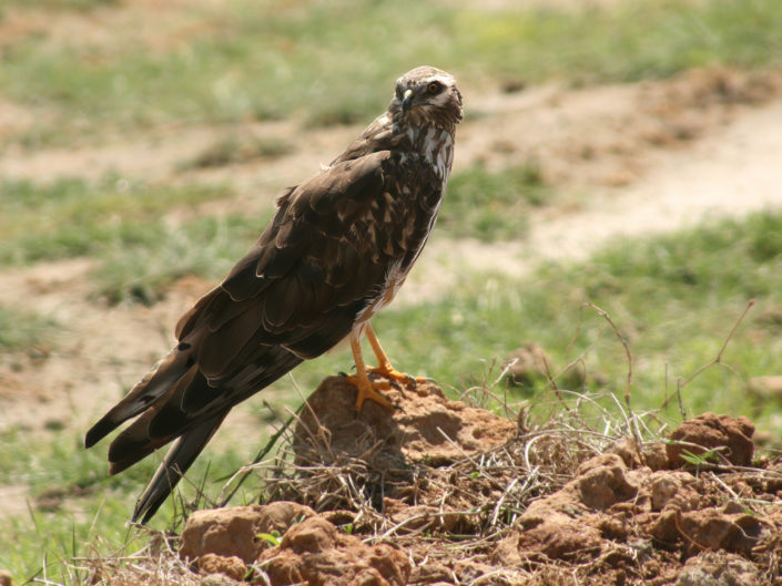 Female Montagu's harrier