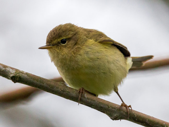 Common chiffchaff