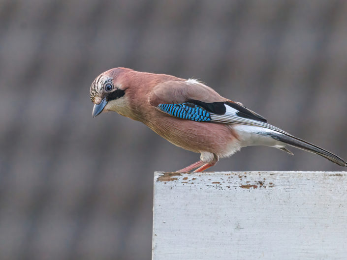 Eurasian jay