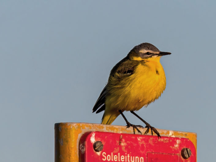 Blue-headed wagtail