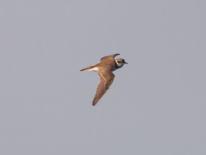 Little ringed plover