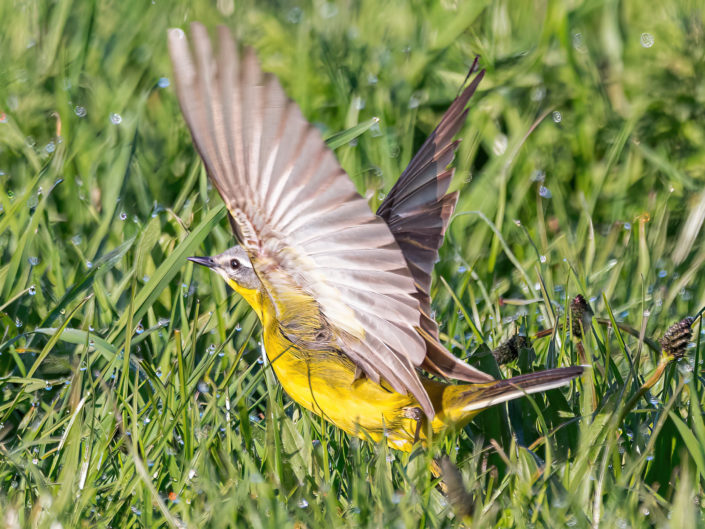 Blue-headed wagtail