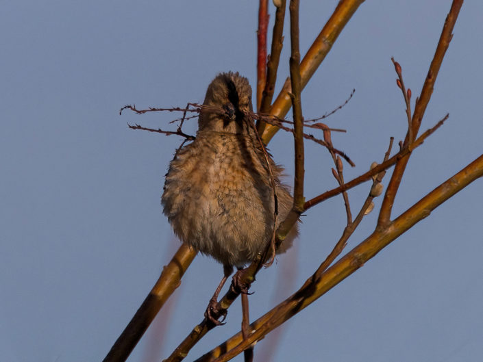 Common linnet