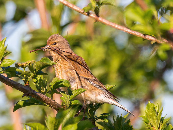 Common linnet