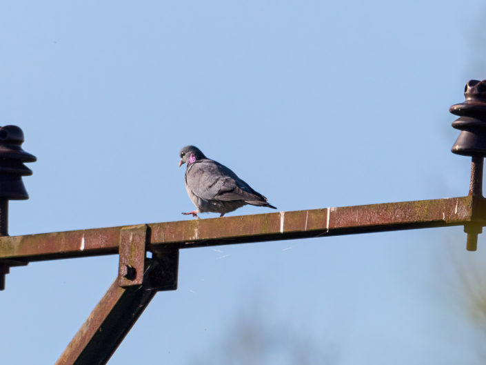 Stock dove
